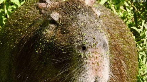 Absurd Planet Season 1 Episode 3 - Mate Expectations