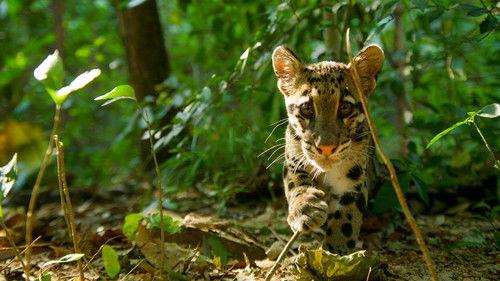 Animals at Play Season 1 Episode 1 - The Power of Play