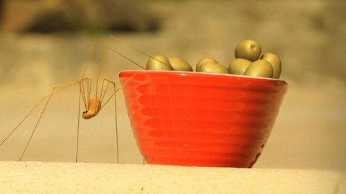 Minuscule: The Private Life of Insects Season 2 Episode 12 - Mission BBQ