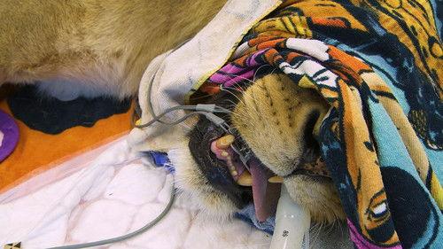 Dyrepasserne Season 9 Episode 3 - Episode 3