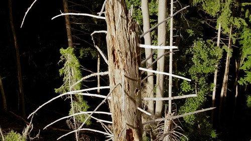 42: The Answer to Almost Everything Season 1 Episode 17 - Can we save the trees?