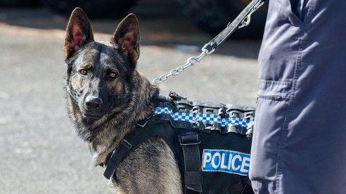 Dog Squad Puppy School Season 3 Episode 6 - Episode 6