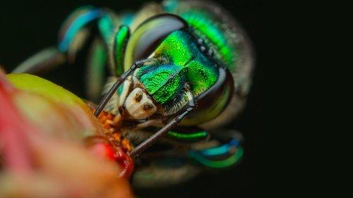 A Real Bug's Life Season 1 Episode 2 - Welcome to the Jungle