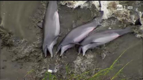 Superquark Season 22 Episode 3 - Episode 3