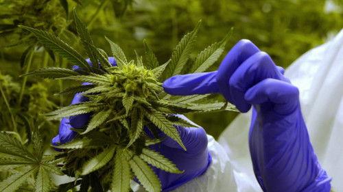 Les aventures du Pharmachien Season 2 Episode 1 - Episode 1