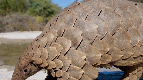 Namibia’s Natural Wonders Season 1 Episode 2 - Little Heroes, Big Hunters