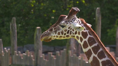 Dyrepasserne Season 9 Episode 9 - Episode 9