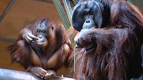 Monkey Business Season 8 Episode 2 - Episode 2