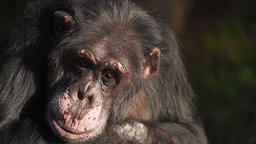 Dyrepasserne Season 14 Episode 15 - Sjimpansenytt