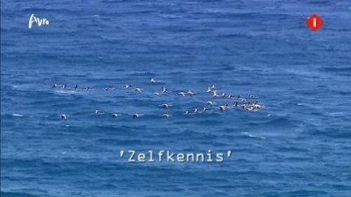 Wie is de Mol? Season 12 Episode 7 - Zelfkennis (Self-knowledge)