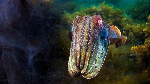 Blue Planet II Season 1 Episode 5 - Green Seas