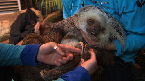 Dyrepasserne Season 4 Episode 5 - Episode 5