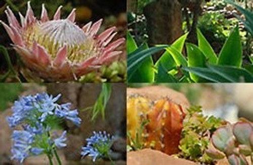 Around the World in 80 Gardens Season 1 Episode 8 - South Africa