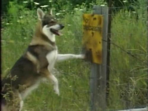 The Littlest Hobo Season 3 Episode 6 - War Games