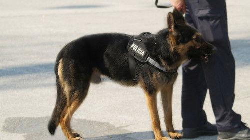 Border Control: Spain Season 4 Episode 8 - Episode 8