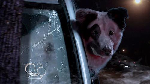 Dog with a Blog Season 1 Episode 2 - The Fast and the Furriest