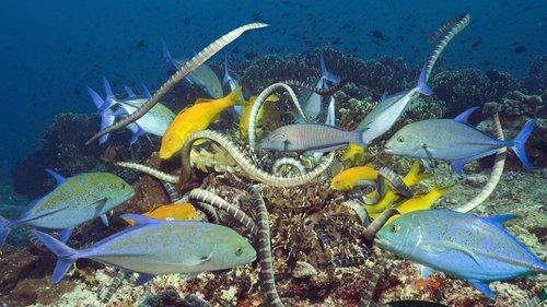 Planet Earth Season 1 Episode 9 - Shallow Seas