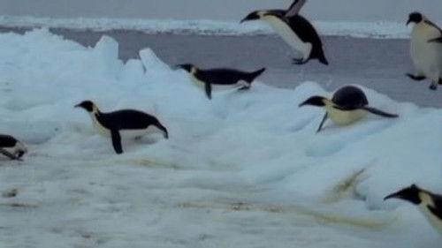 Natural World Season 24 Episode 11 - Penguins of the Antarctic