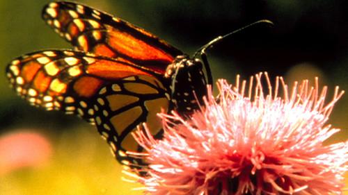 Nature Season 18 Episode 14 - Earth Navigators