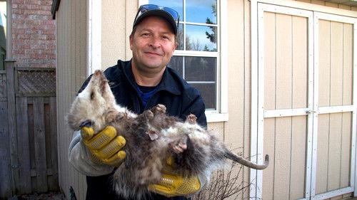 Louis and the Urban Jungle Season 2 Episode 3 - Episode 3