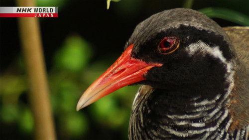 Hometown Stories Season 12 Episode 3 - Magical Forest: Okinawa's Natural World Heritage Site