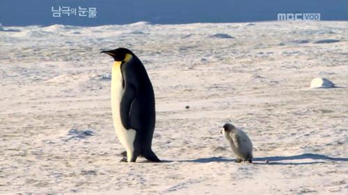 Tears of Antarctica Season 1 Episode 6 - Episode 6