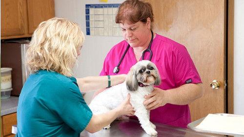 The Incredible Dr. Pol Season 2 Episode 15 - Hog Days of Summer