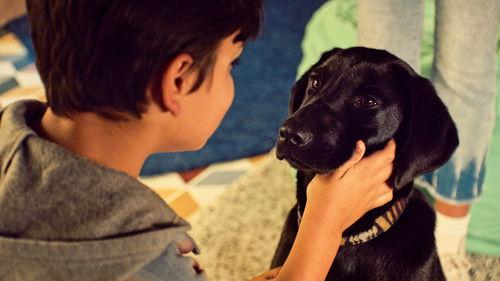 Puppy Place Season 1 Episode 2 - Shadow