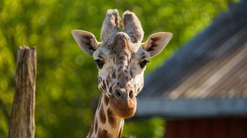 Dyrepasserne Season 14 Episode 6 - En slutt, en begynnelse