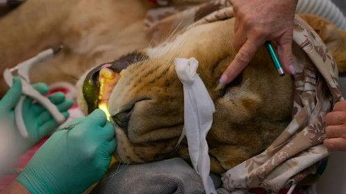 Taronga: Who's Who in the Zoo Season 5 Episode 1 - Lion Toothache