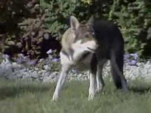 The Littlest Hobo Season 4 Episode 17 - The Five Labours of Hercules (1)