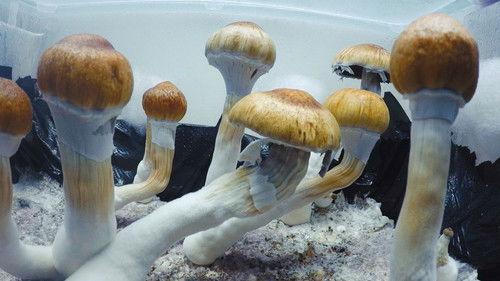 Vice Special Report Season 2 Episode 19 - Psychedelic Capitalism