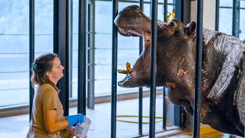 Het Echte Leven in de ZOO Season 1 Episode 2 - Episode 2