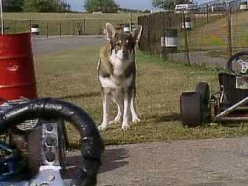 The Littlest Hobo Season 6 Episode 13 - Torque