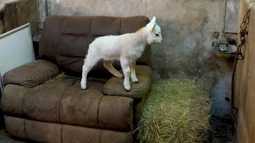 Countryfile Season 36 Episode 21 - Cumbrian Shepherdess - Spring