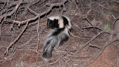 Nature Season 27 Episode 6 - Is That Skunk?