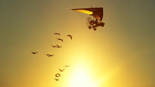 Nature Season 22 Episode 11 - Flight School