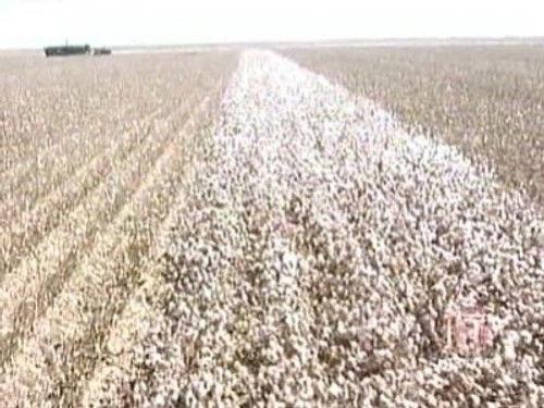 Modern Marvels Season 13 Episode 3 - Cotton