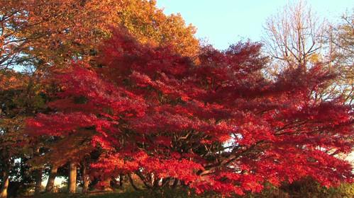 Asie Insolite Season 1 Episode 12 - Episode 12