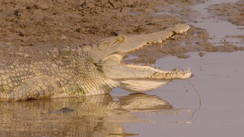 Africa's Hunters Season 2 Episode 3 - Kings of Nsefu