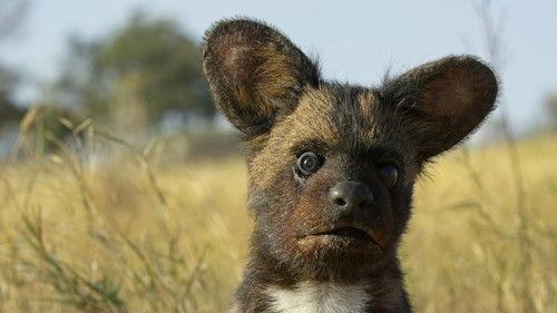 Spy in the Wild Season 1 Episode 1 - Love