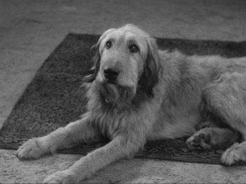 Alfred Hitchcock Presents Season 5 Episode 23 - Craig's Will