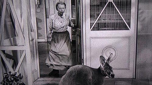 The Beverly Hillbillies Season 2 Episode 16 - The Giant Jackrabbit