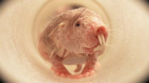 David Attenborough's Natural Curiosities Season 1 Episode 3 - Young Wrinklies