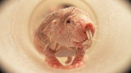 David Attenborough's Natural Curiosities Season 1 Episode 3 - Young Wrinklies