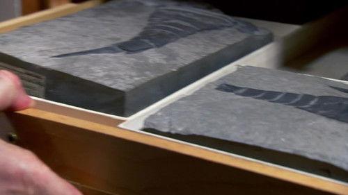 Through the Wormhole Season 2 Episode 9 - What Do Aliens Look Like?