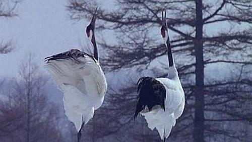 Natural World Season 18 Episode 2 - Hokkaido: Garden of the Gods