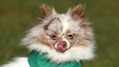 Crufts Season 15 Episode 7 - 2025 Day 3 - Part 1