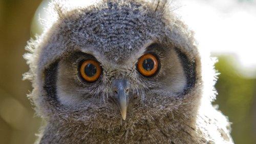 David Attenborough's Natural Curiosities Season 2 Episode 3 - Life in the Dark