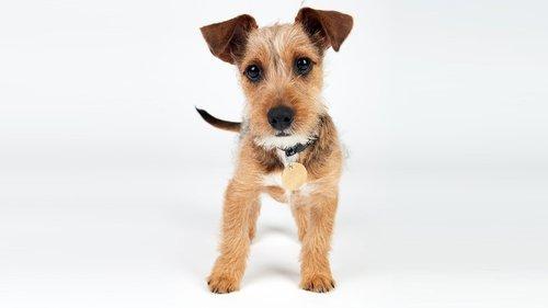 The Dog House Season 1 Episode 5 - Episode 5